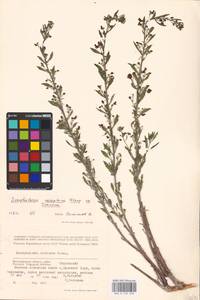 MHA 0 159 658, Норичник скальный M. Bieb. ex Willd., Восточная Европа, Нижневолжский район (E9) (Россия)