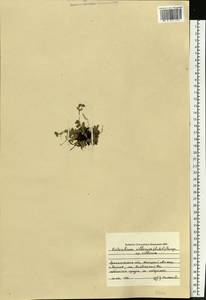 Незабудочник мохнатый (Ledeb.) Bunge, Восточная Европа, Северный район (E1) (Россия)