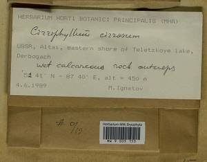 Brachythecium cirrosum (Schwägr.) Schimp., Гербарий мохообразных, Мхи - Западная Сибирь (включая Алтай) (B15) (Россия)