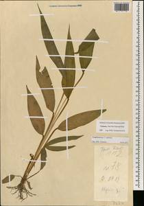 Zingiberaceae, Зарубежная Азия (ASIA) (Вьетнам)