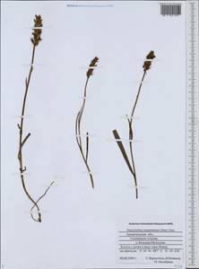 Dactylorhiza majalis subsp. lapponica (Laest. ex Hartm.) H.Sund., Восточная Европа, Северный район (E1) (Россия)