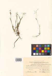 Luzula rufescens var. macrocarpa Buchenau, Сибирь, Дальний Восток (S6) (Россия)