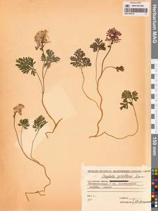 Хохлатка Городкова Karav., Сибирь, Чукотка и Камчатка (S7) (Россия)