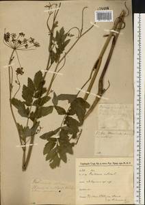 Пастернак посевной L., Восточная Европа, Северо-Западный район (E2) (Россия)