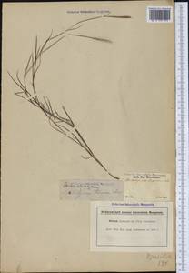 Schizachyrium tenerum Nees, Америка (AMER) (Бразилия)