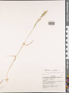 Bromus hordeaceus subsp. hordeaceus, Восточная Европа, Центральный район (E4) (Россия)