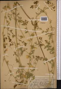 Люцерна посевная L., Средняя Азия и Казахстан, Западный Тянь-Шань и Каратау (M3) (Казахстан)