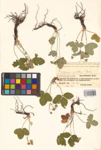 Земляника зеленая, Полуница Duchesne, Восточная Европа, Нижневолжский район (E9) (Россия)