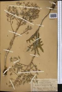 Lactuca soongarica Regel, Средняя Азия и Казахстан, Западный Тянь-Шань и Каратау (M3) (Казахстан)