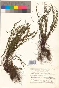 Костенец волосовидный L., Восточная Европа, Западно-Украинский район (E13) (Украина)