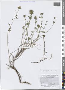 Зизифора пахучковидная Lam., Средняя Азия и Казахстан, Копетдаг, Бадхыз, Малый и Большой Балхан (M1) (Туркмения)