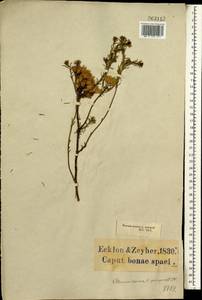 Pteronia teretifolia (Thunb.) Fourc., Африка (AFR) (ЮАР)