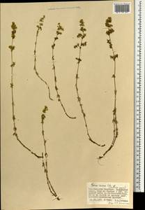 Подмаренник саурский Litv., Монголия (MONG) (Монголия)