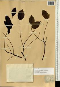 Pterocarpus indicus Willd., Зарубежная Азия (ASIA) (Филиппины)