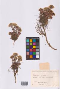 Мать-и-мачеха обыкновенная L., Восточная Европа, Московская область и Москва (E4a) (Россия)