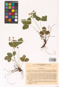 Земляника лесная L., Восточная Европа, Северо-Украинский район (E11) (Украина)