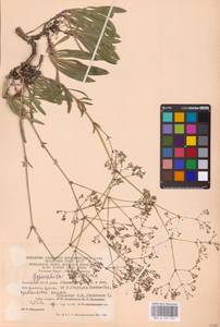 Качим высочайший L., Восточная Европа, Восточный район (E10) (Россия)