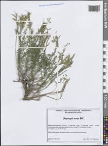 Остролодочник изящный DC., Сибирь, Алтай и Саяны (S2) (Россия)