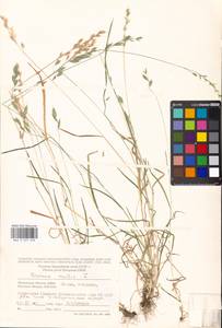 Bromus hordeaceus subsp. hordeaceus, Восточная Европа, Московская область и Москва (E4a) (Россия)