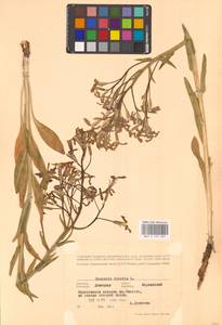 Вечерница печальная L., Восточная Европа, Южно-Украинский район (E12) (Украина)