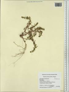 Salsola squarrosa subsp. squarrosa, Западная Европа (EUR) (Болгария)