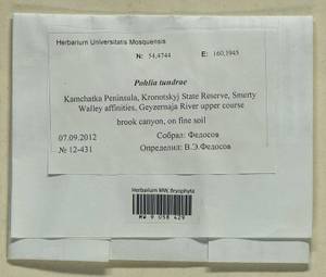 Pohlia tundrae A.J. Shaw, Гербарий мохообразных, Мхи - Чукотка и Камчатка (B21) (Россия)