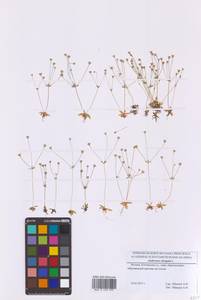 Проломник удлиненный L., Восточная Европа, Московская область и Москва (E4a) (Россия)