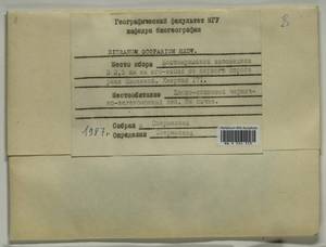 Dicranum scoparium Hedw., Гербарий мохообразных, Мхи - Карелия, Ленинградская и Мурманская области (B4) (Россия)