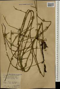 Хондрилла ситниковидная L., Кавказ, Азербайджан (K6) (Азербайджан)