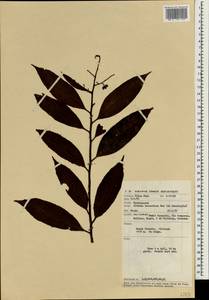 Ardisia beccariana Mez, Зарубежная Азия (ASIA) (Малайзия)