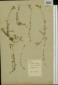 Ясколка полевая L., Восточная Европа, Московская область и Москва (E4a) (Россия)