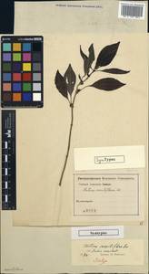 Pilea sessiliflora (Sw.) Wedd., Америка (AMER)