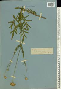 Головчатка уральская (Murray) Roem. & Schult., Восточная Европа, Нижневолжский район (E9) (Россия)