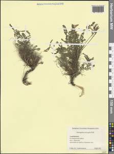 Астрагал монпелийский L., Кавказ, Азербайджан (K6) (Азербайджан)