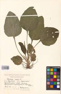 Подорожник большой L., Восточная Европа, Центральный район (E4) (Россия)