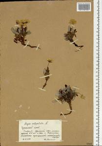 Дриада восьмилепестная L., Сибирь, Чукотка и Камчатка (S7) (Россия)