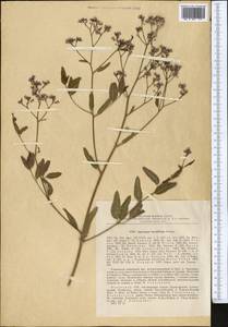 Poacynum lancifolium (Russanov) Mavrodiev, Laktionov & Yu. E. Alexeev, Средняя Азия и Казахстан, Джунгарский Алатау и Тарбагатай (M5) (Казахстан)