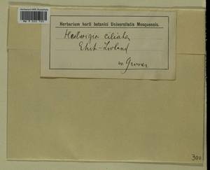 Hedwigia ciliata (Hedw.) Boucher, Гербарий мохообразных, Мхи - Прибалтика (B1) (Неизвестно)