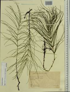Хвощ полевой L., Восточная Европа, Западно-Украинский район (E13) (Украина)