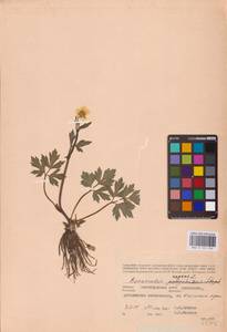 Лютик ползучий L., Восточная Европа, Нижневолжский район (E9) (Россия)