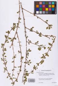 Барбарис Тунберга DC., Восточная Европа, Центральный район (E4) (Россия)