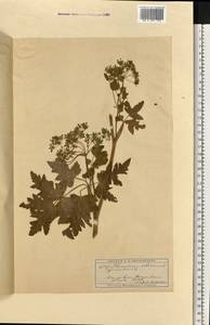 Heracleum sphondylium subsp. sibiricum (L.) Simonk., Восточная Европа, Московская область и Москва (E4a) (Россия)