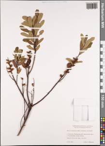 Восковник войлочный (C. DC.) A. E. Murray, Сибирь, Дальний Восток (S6) (Россия)