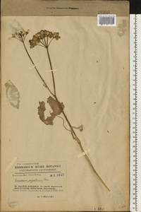 Борщевик карпатский Porcher, Восточная Европа, Западно-Украинский район (E13) (Украина)