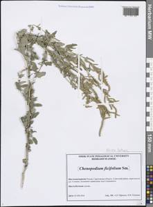 Лебеда татарская L., Восточная Европа, Нижневолжский район (E9) (Россия)