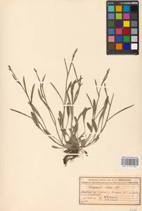 Колокольчик алтайский Ledeb., Восточная Европа, Московская область и Москва (E4a) (Россия)