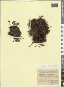 Камнеломка рыхлая, Кавказ, Азербайджан (K6) (Азербайджан)