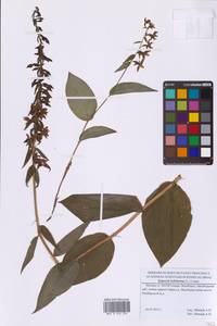 Дремлик широколистный, Дремлик чемерицевый (L.) Crantz, Восточная Европа, Московская область и Москва (E4a) (Россия)