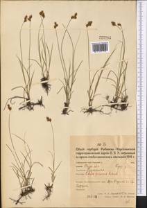 Осока ранняя Schreb., Средняя Азия и Казахстан, Северный и Центральный Казахстан (M10) (Казахстан)