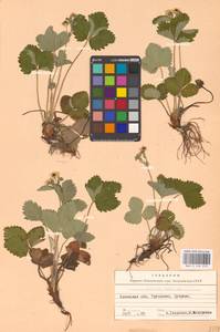 Земляника лесная L., Восточная Европа, Западно-Украинский район (E13) (Украина)